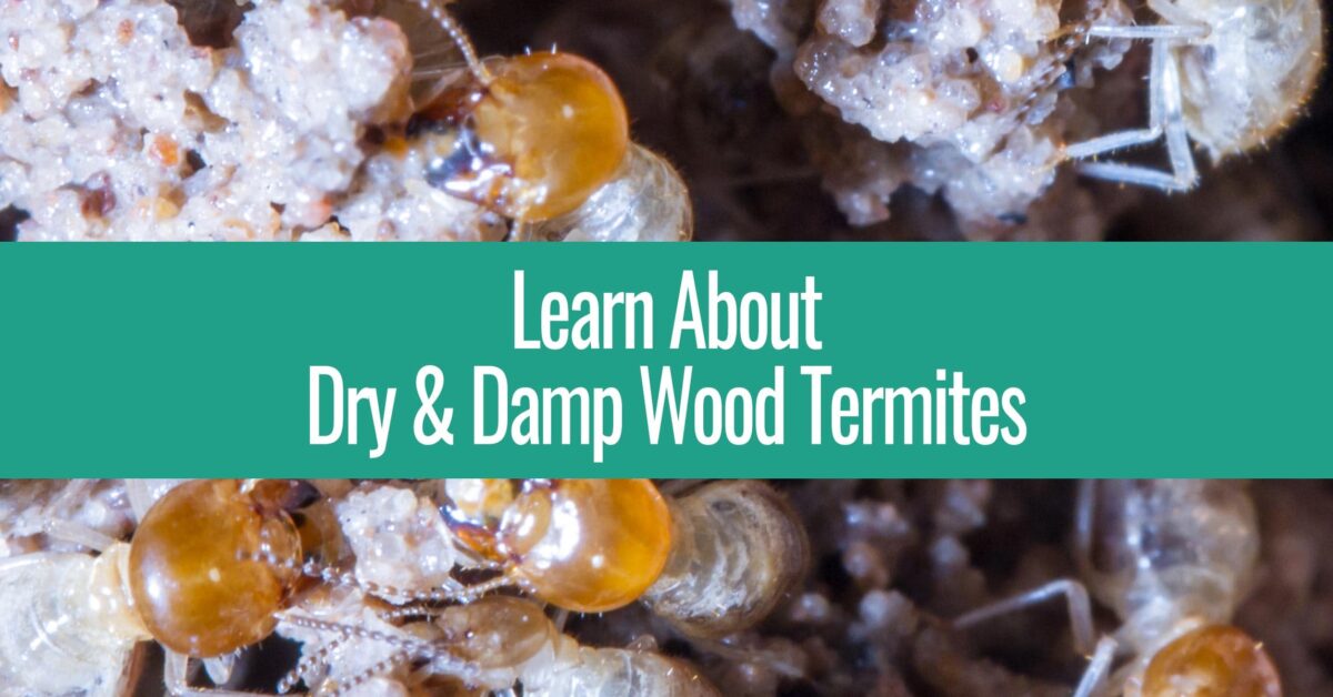 Learn About Dry & Damp Wood Termites Loveall Pest Control Maricopa