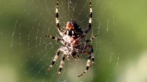 Spider Control Using These Indoor and Outdoor Plants