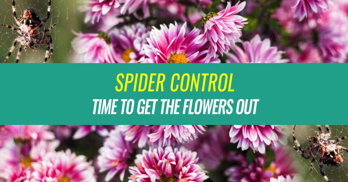 Spider Control Using Chrysanthemum Flowers Loveall Pest Control